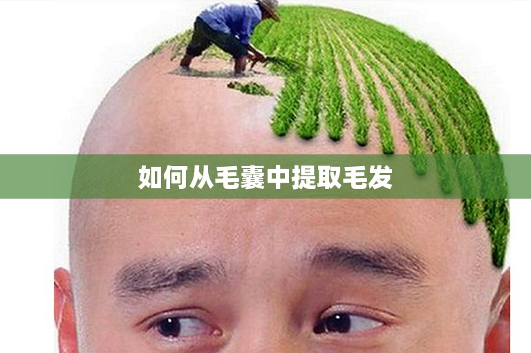 如何从毛囊中提取毛发